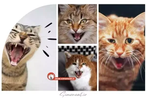 علت جیغ زدن گربه ها چیست