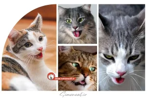 علت له له زدن گربه