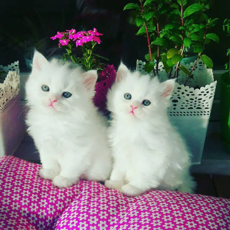 عکس پشک سفید دوقلو