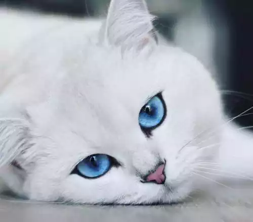عکس گربه چشم درشت آبی