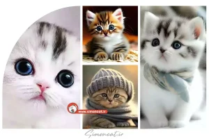 عکس گربه کیوت