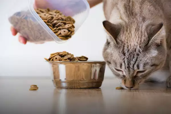 غذا خشک برای گربه