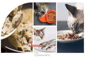 غذای خانگی برای گربه های خیابانی