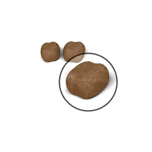 غذای خشک گربه دنتال کر رویال کنین