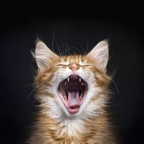 فریاد گربه