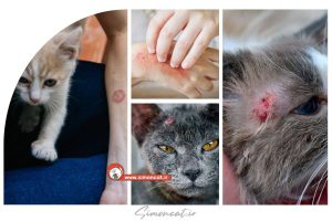قارچ پوستی گربه به انسان