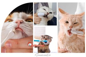 مسواک زدن گربه