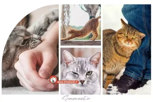 معنی حرکات گربه