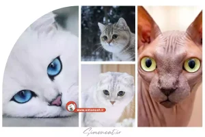 نژاد گربه های چشم درشت