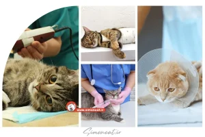 هزینه عقیم سازی گربه ماده