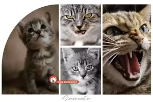 همه چیز درباره آه گربه