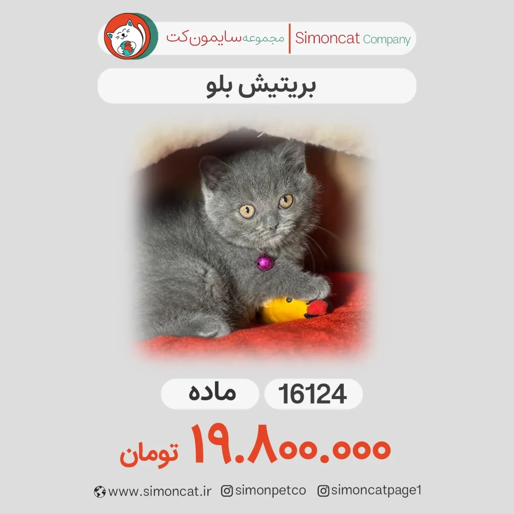 پرشین بلو کد16124