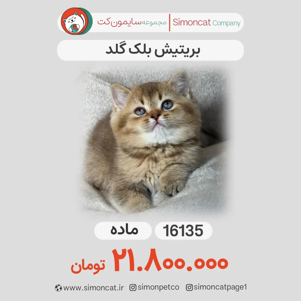 پرشین بلک گلد
