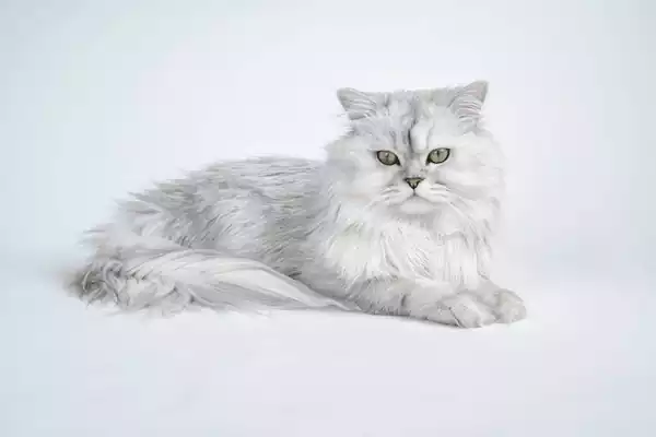 پرشین چین چیلا