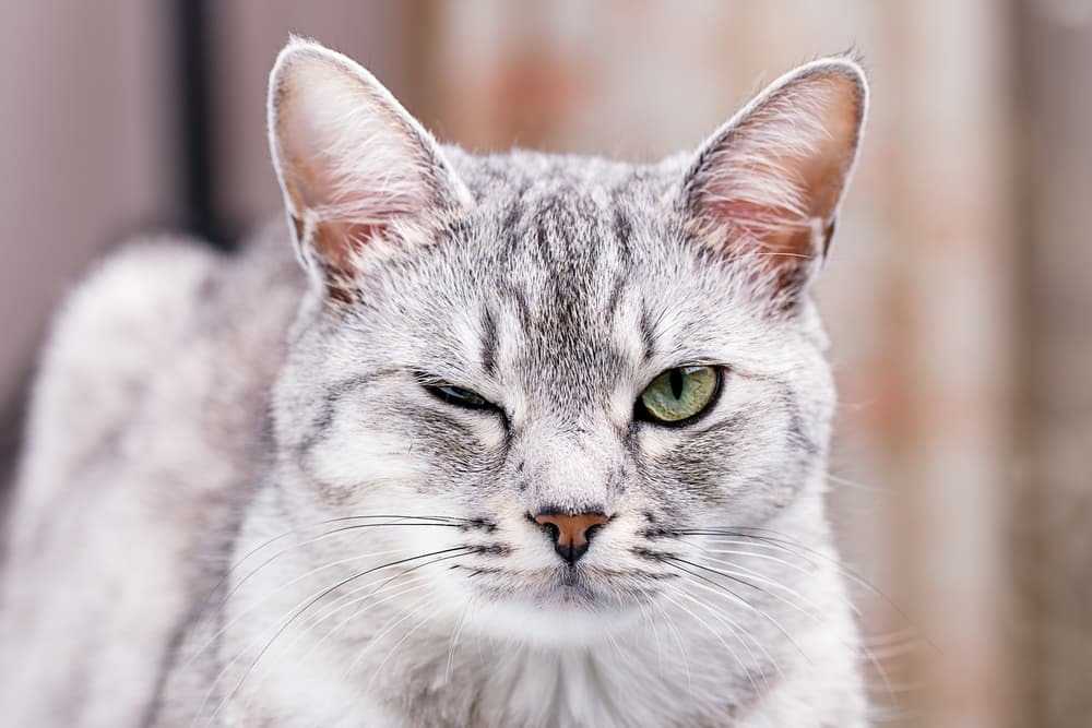 چشمک زدن گربه