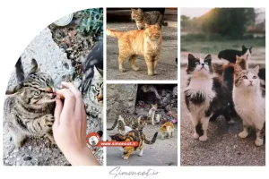 چگونه گربه خیابانی را صدا کنیم