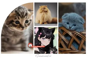 کلی عکس پشک مقبول سیاه، سفید و بامزه