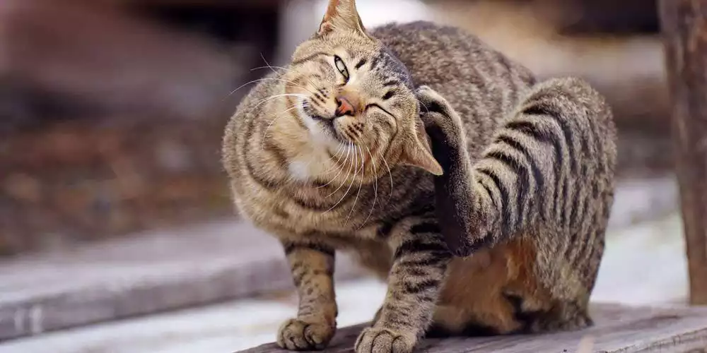 گال در گربه