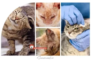 گال گربه چیست؟