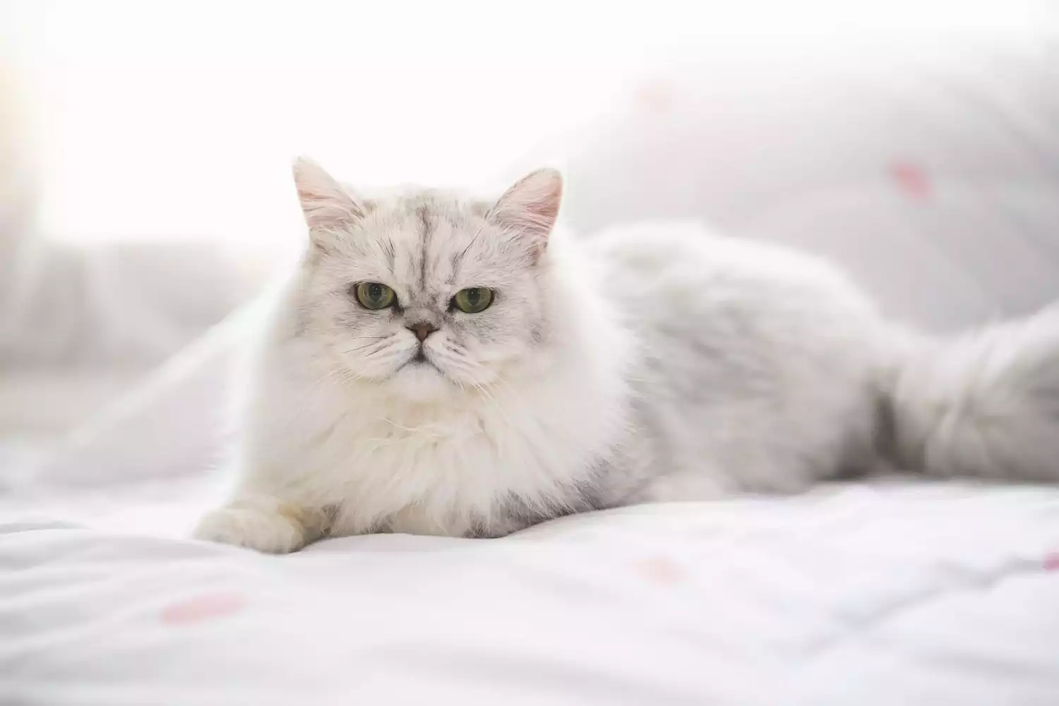گربه Persian flat