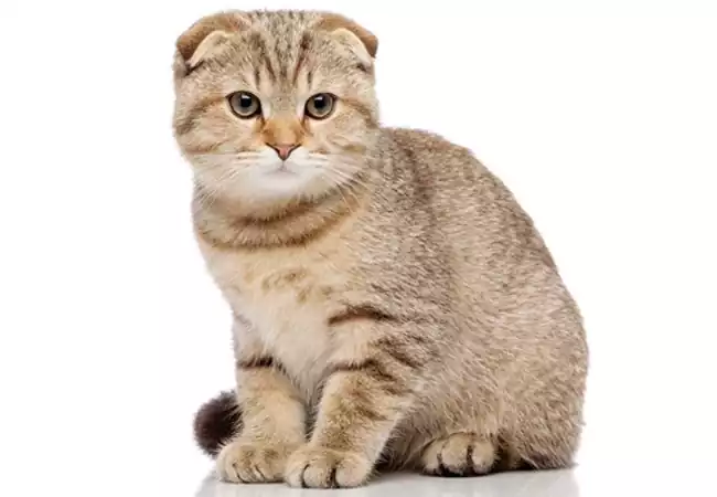 گربه اسکاتیش