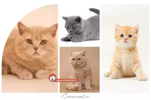 گربه بریتش ay25