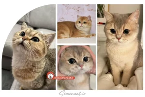 گربه بریتیش بلک گلد