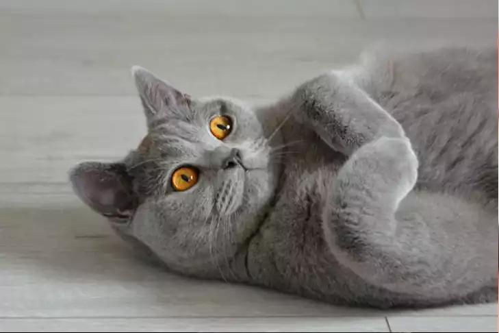 گربه بریتیش خوابیده
