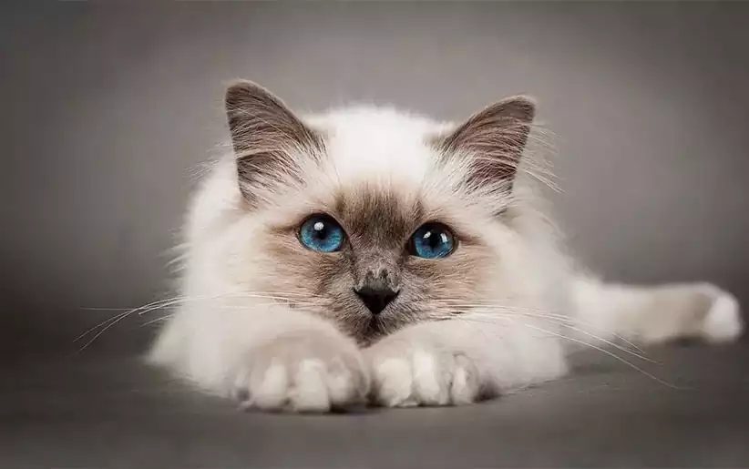 گربه بیرمن