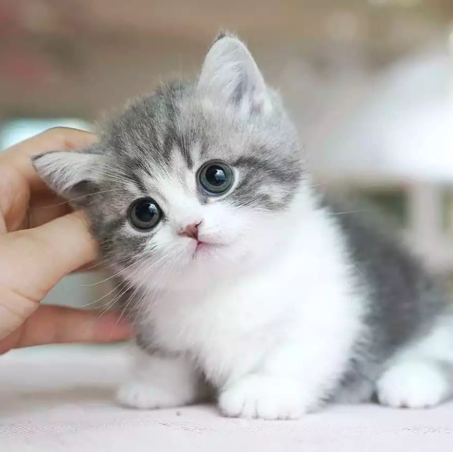 گربه خانگی بامزه
