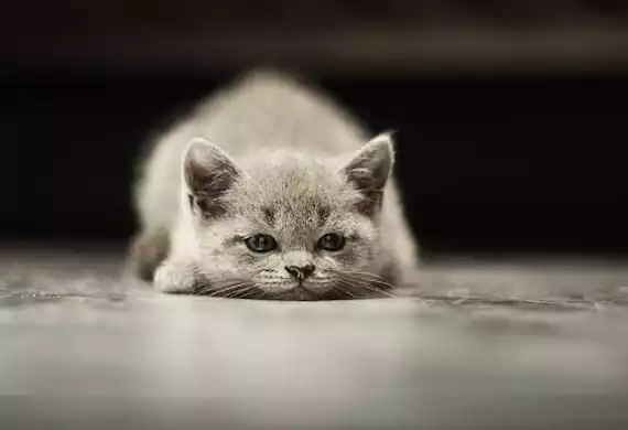 گربه غمگین