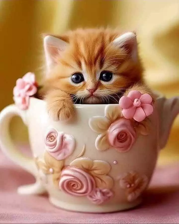 گربه فنجانی بامزه