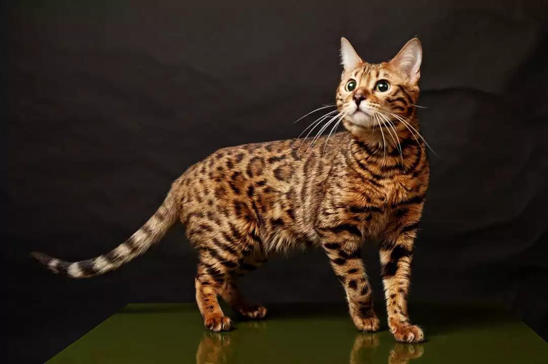 گربه نژاد بنگال