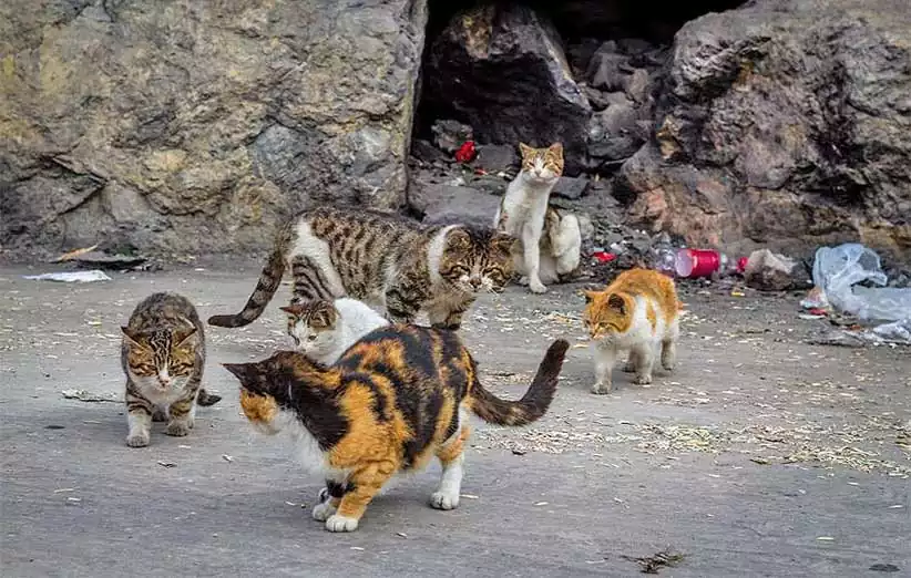 گربه ها به دنبال غذا