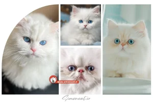 گربه پرشین سفید چشم آبی