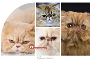 گربه پرشین فلت