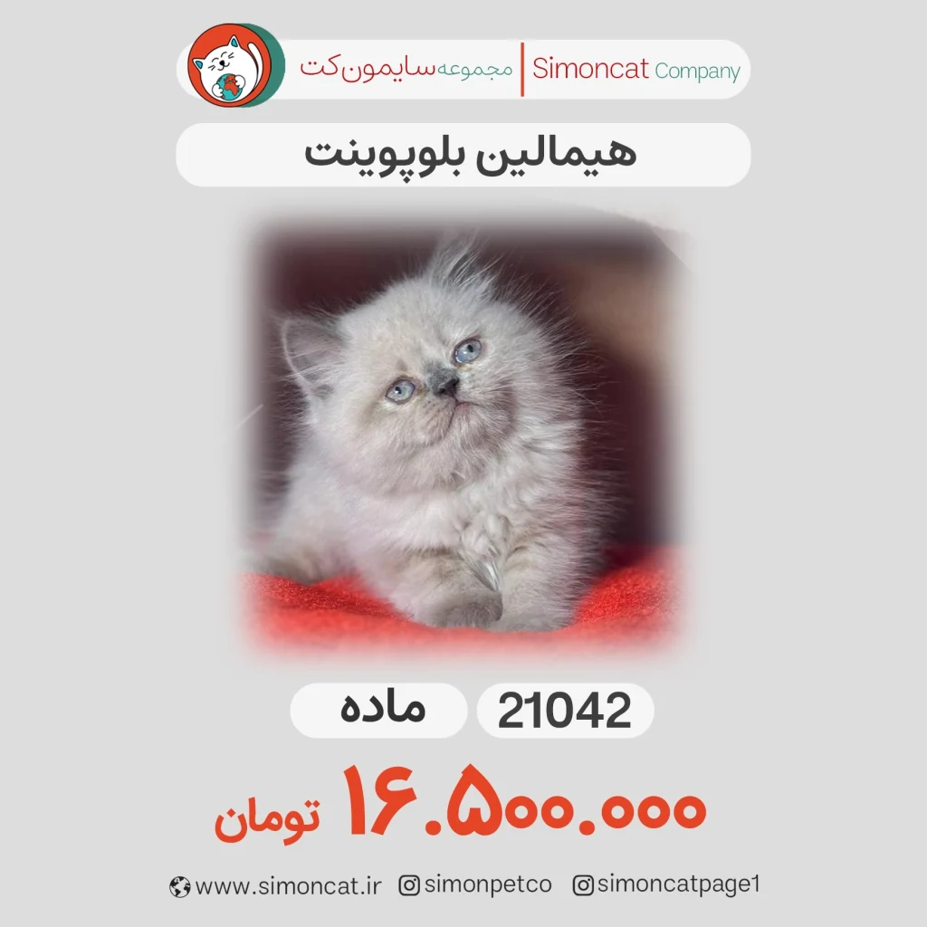 گربه پرشین هیمالین بلوپوینت کد 21042