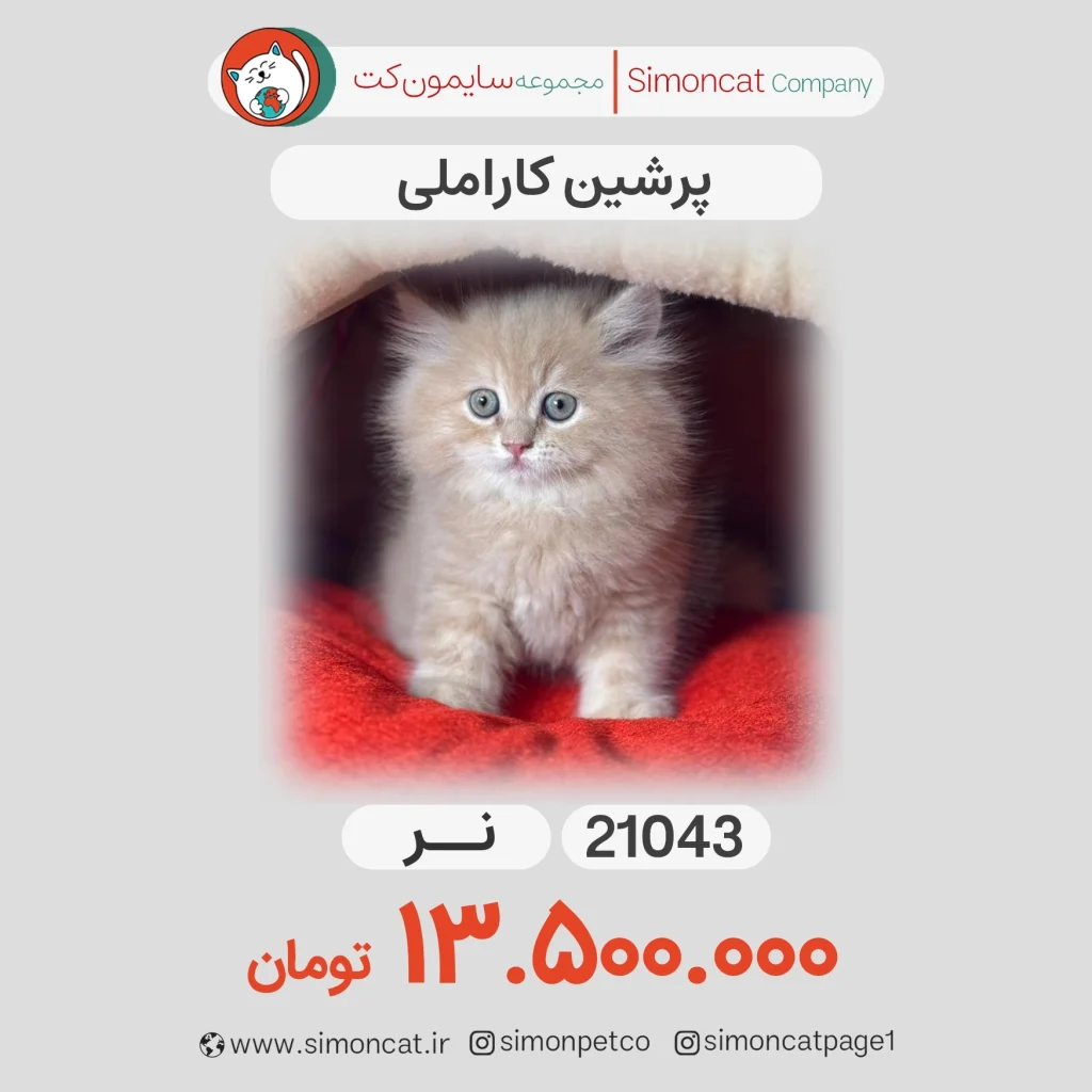 گربه پرشین کاراملی