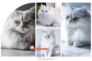 گربه چین چیلا نقره ای