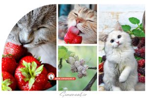 آیا توت برای گربه خوب است؟