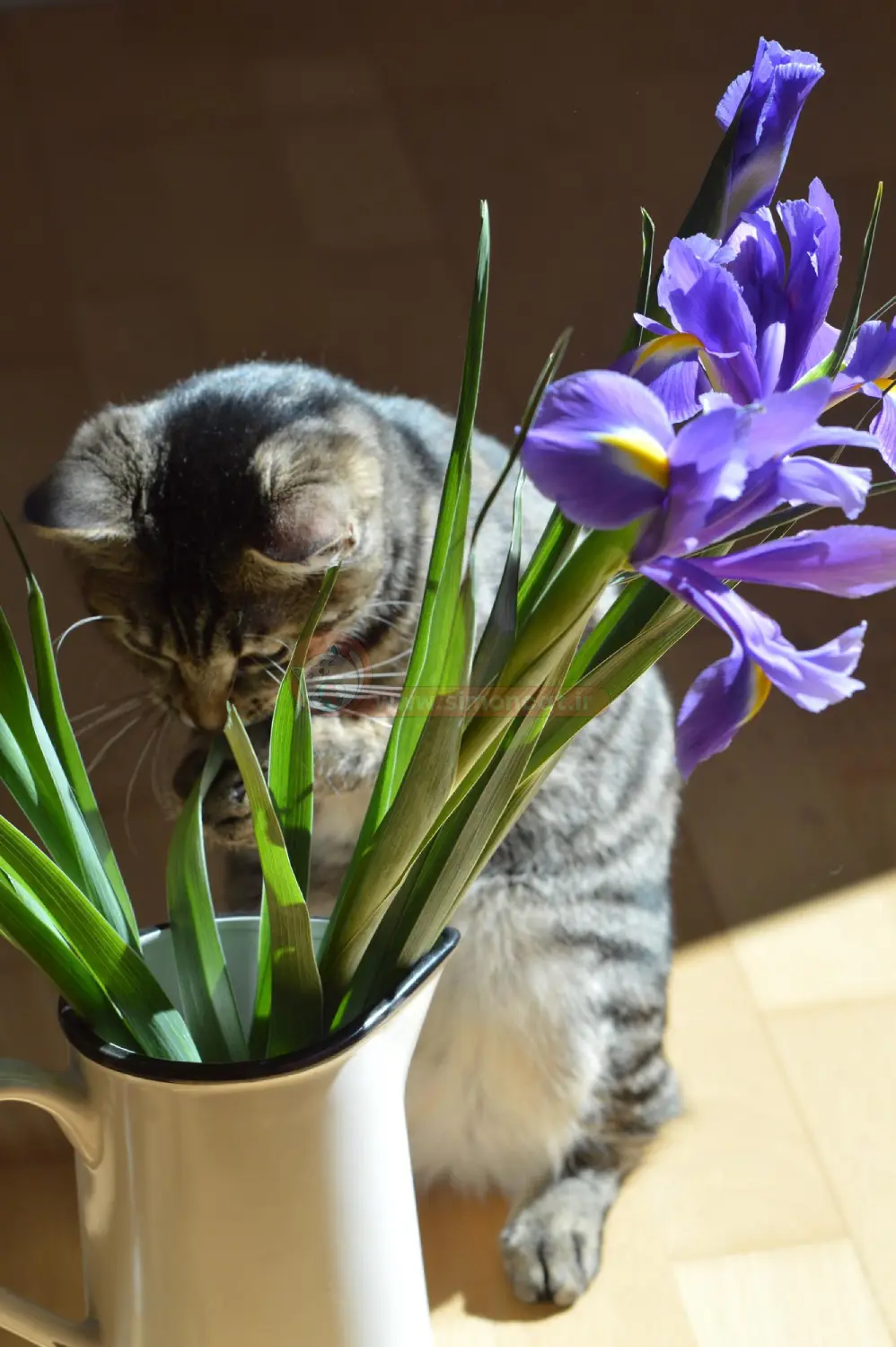 آیا گل برای گربه ضرر دارد؟