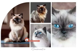 اسم برای گربه هیمالین