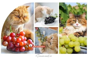 انگور برای گربه