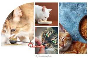 اینولین برای گربه