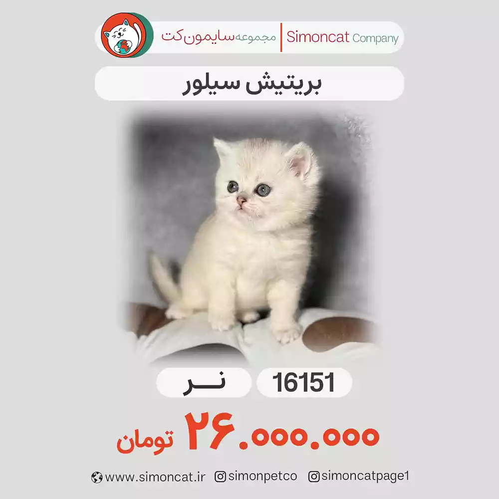 بریتیش سیلور