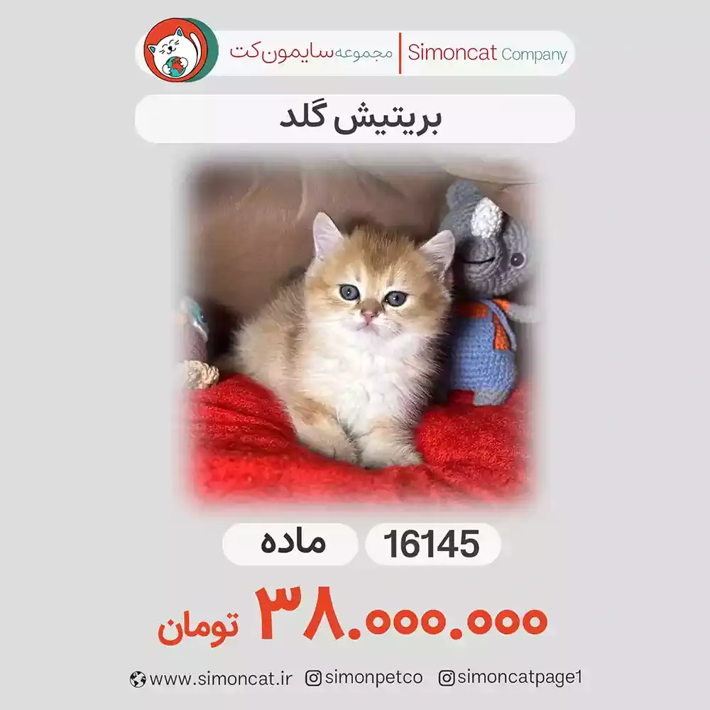 بریتیش گلد