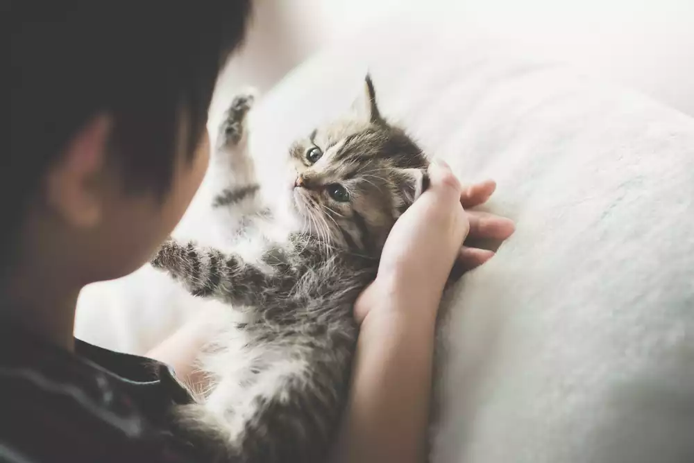 توجه به گربه