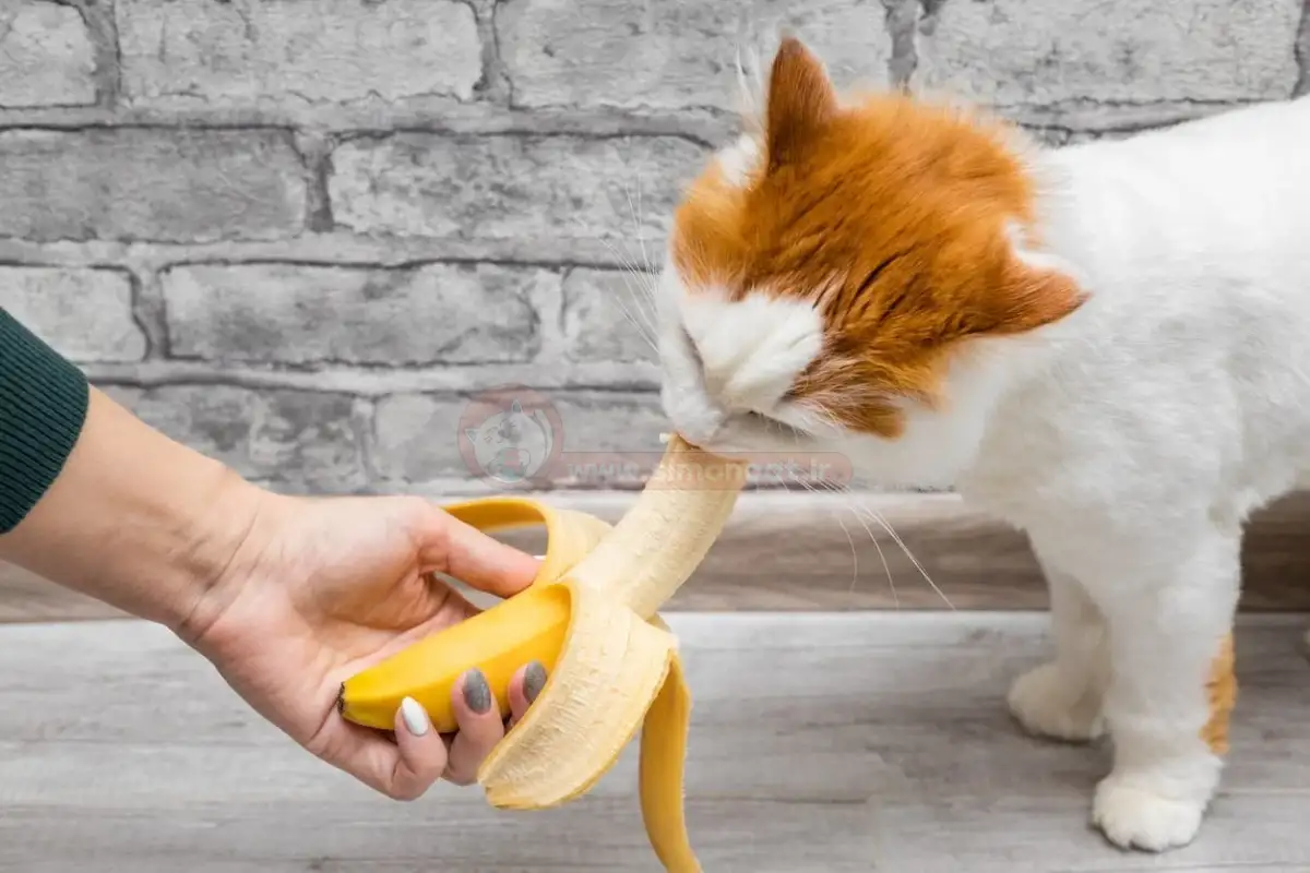 ترس گربه از موز