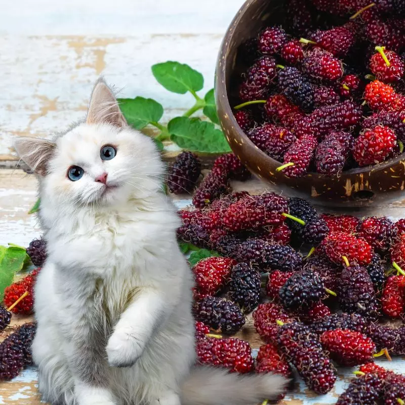 توتف قرمز و گربه ها