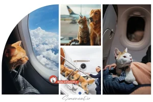 خروج حیوانات خانگی از کشور